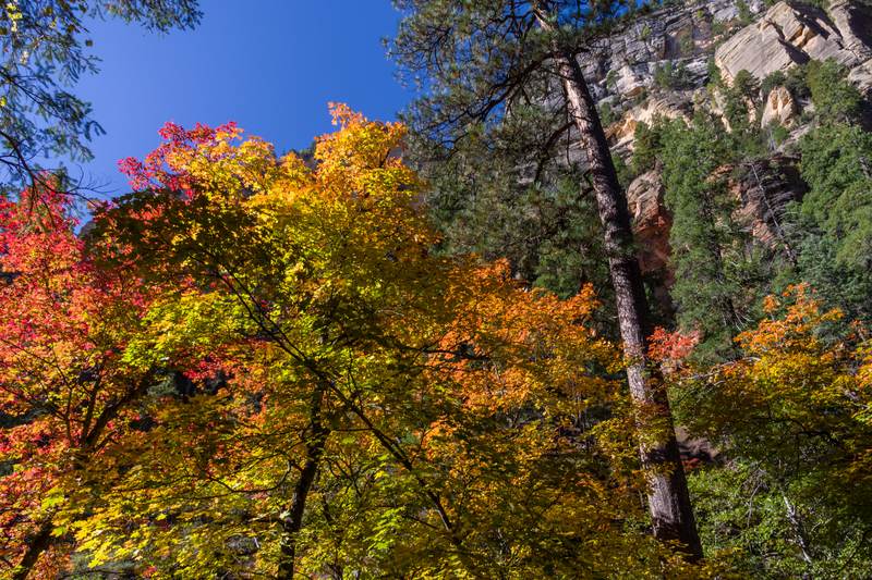 Maple leaves turning red, orange and yellow below pine trees and pale canyon walls in the West Fork of Oak Creek Canyon near Sedona